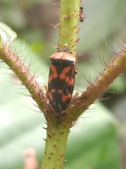 Cosmoscarta dimidiata