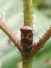 Cosmoscarta dimidiata