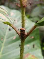 Cosmoscarta dimidiata