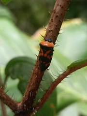 Cosmoscarta dimidiata