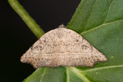 Laspeyria concavata