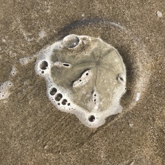 Mellita quinquiesperforata
