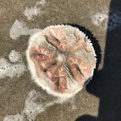 Mellita quinquiesperforata