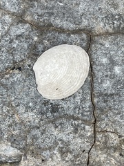 Katelysia rhytiphora