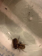 Odontria xanthosticta