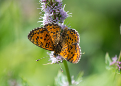 Melitaea trivia