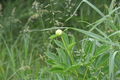 Paeonia lactiflora
