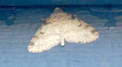 Lobophora