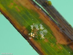 Vallicula multiformis