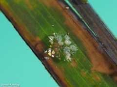 Vallicula multiformis