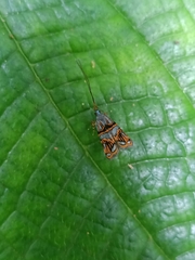 Lecithocera biferrinella