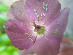 Macrosiphum hellebori