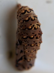 Euphydryas chalcedona