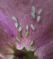 Macrosiphum hellebori