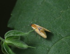 Batia lunaris