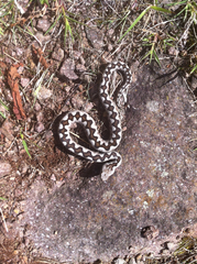 Vipera ammodytes