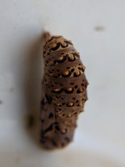 Euphydryas chalcedona