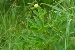 Paeonia lactiflora