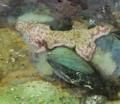 Botrylloides leachii