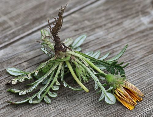 Garden Treasure Flower