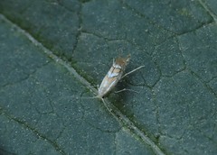 Phyllonorycter leucographella