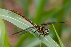 Aphylla angustifolia