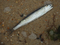 European Anchovy photo 2