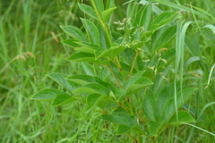 Paeonia lactiflora
