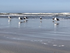 Larus dominicanus