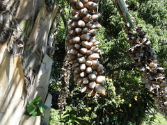 Attalea × teixeirana