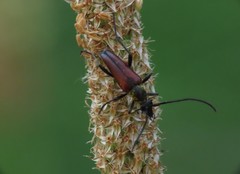 Stenurella melanura
