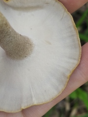 Lentinus substrictus