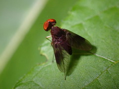 Chrysopilus quadratus
