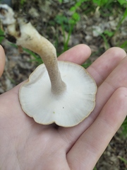 Lentinus substrictus