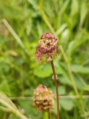 Sanguisorba minor