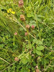 Sanguisorba minor