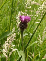 Centaurea nigra