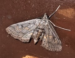 Parapoynx crisonalis