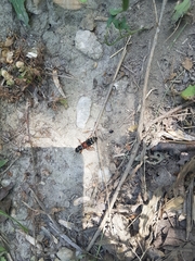 Staphylinus caesareus