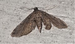 Parapoynx crisonalis