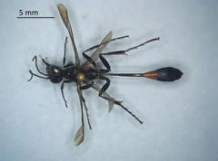 Ammophila evansi