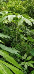 Amorphophallus paeoniifolius
