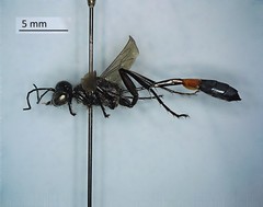 Ammophila evansi