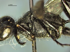 Ammophila evansi