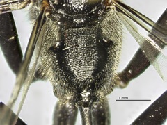 Ammophila evansi