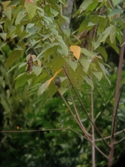 Rubigula cyaniventris