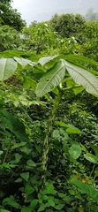 Amorphophallus paeoniifolius