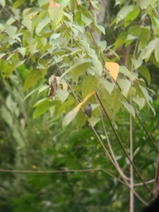 Rubigula cyaniventris