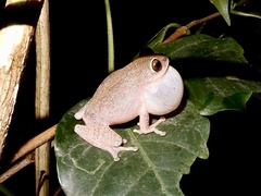 Raorchestes ponmudi