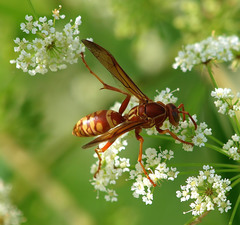 Polistes apachus texanus